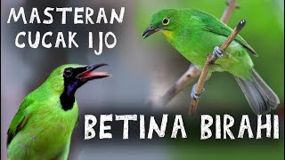 SUARA BURUNG CUCAK IJO BETINA || memanggil Jantan