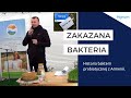 Zakazana bakteria czyli historia bakterii probiotycznej z armenii majwka u rolnika