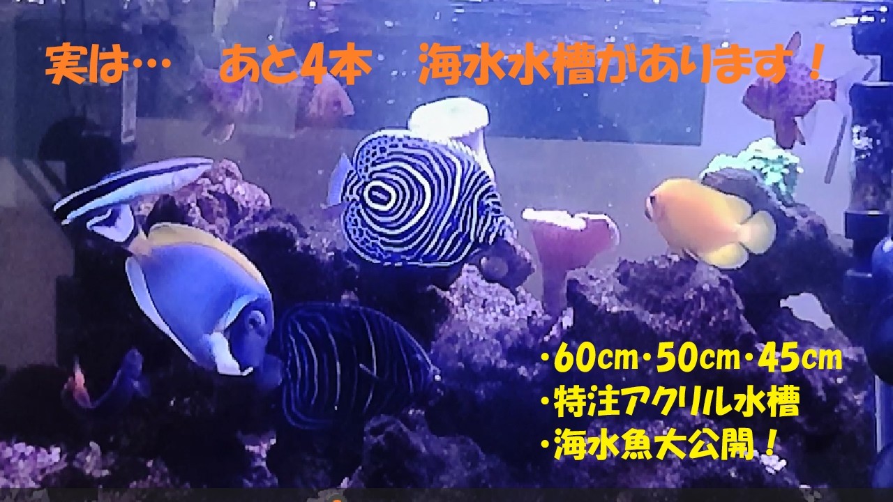 海水魚】実はあと4本あります！我が家の海水水槽を一挙公開｜60cm 