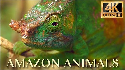 Amazon 4K: Thế Giới Động Vật Kỳ Bí Trong Rừng Rậm – Khám Phá Thiên Nhiên Hoang Dã Tuyệt Đẹp