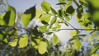 Photosynthesis Explained (by AI)