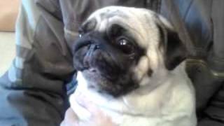 Мопс орёт  (pug screaming)