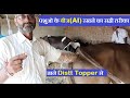 पशुओ में बीज(AI)रखने का सही तरीका |ai procedure in cows and buffalo