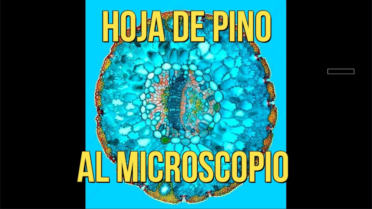 MICROSCOPIO VIRTUAL Observemos una hoja de pino - YouTube