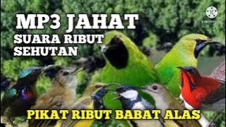 Suara pikat burung di hutan || terampuh MP3 pikat babat alas part 2