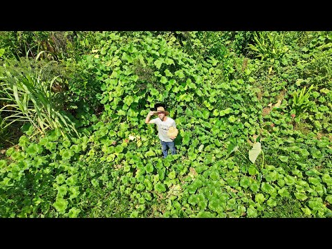 Is our Grocery Row Garden out of control?