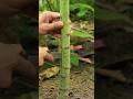 Turning Male Papaya Into Female Diy Gardening Turning Male Papaya Into Female Diy Gardening