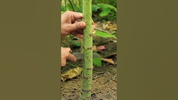 Turning Male Papaya into Female #diy #gardening