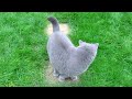 Blue British Shorthair Cat - Taking a Walk の動画、YouTube動画。