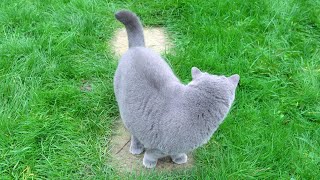 Blue British Shorthair Cat  Taking a Walk