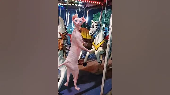 Watch the video about Sphinx cat#crazy dance#The joy of the sphinx cat in the amusement park