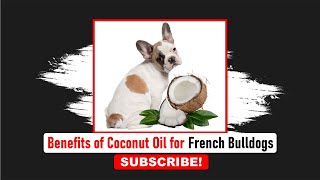 French Bulldog Coconut Oil | Frenchies Hub
