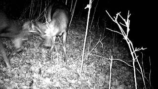 Deer Cam Videos November 7th 2011 WGI 0217