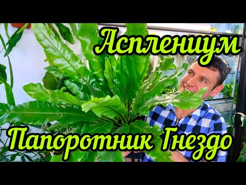 Асплениум в квартире легко