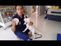 Adiestramiento canino para cachorro video #1