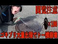 歌舞伎町のマンホールにゴキジェット噴射したらゴキブリ大量発生でトー横キッズ発狂www