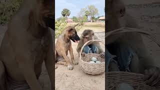 Funny video, Dog and monkey video #shortvideo