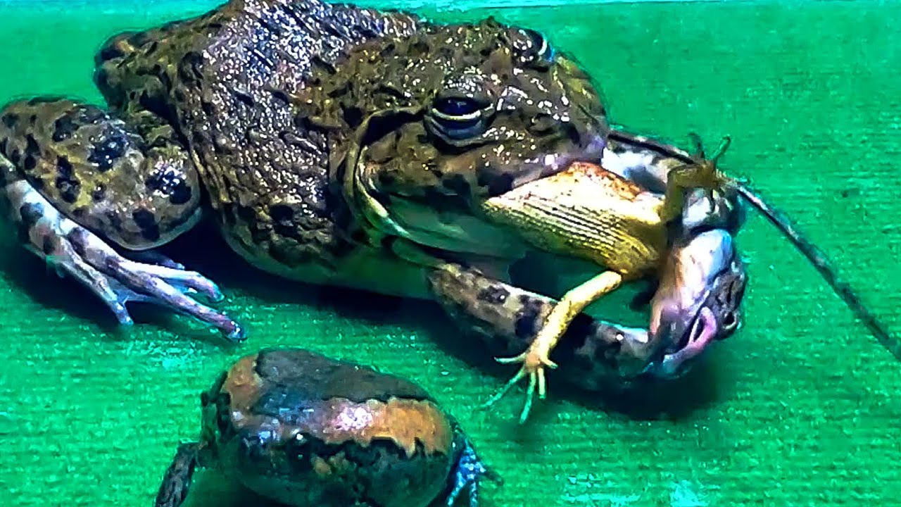 Asian Bullfrog Favorite Big Tree Lizard! Asian Bullfrog Live Feeding