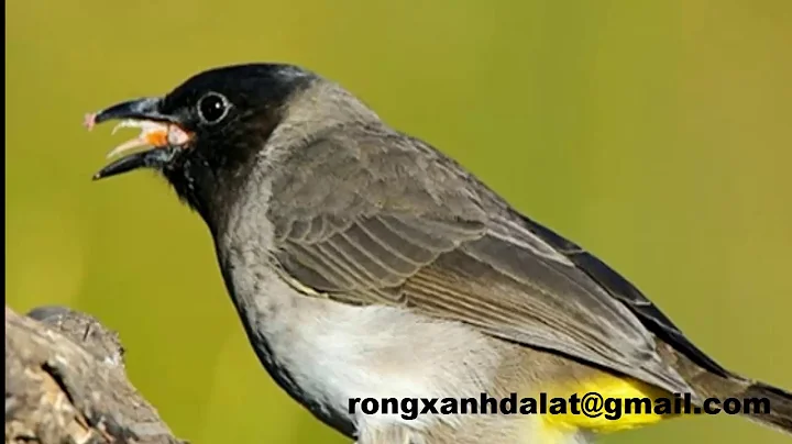 ting bng lau mi|cho mo t vng|Pycnonotus cafer bird...