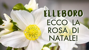 Come seminare Elleboro in vaso?