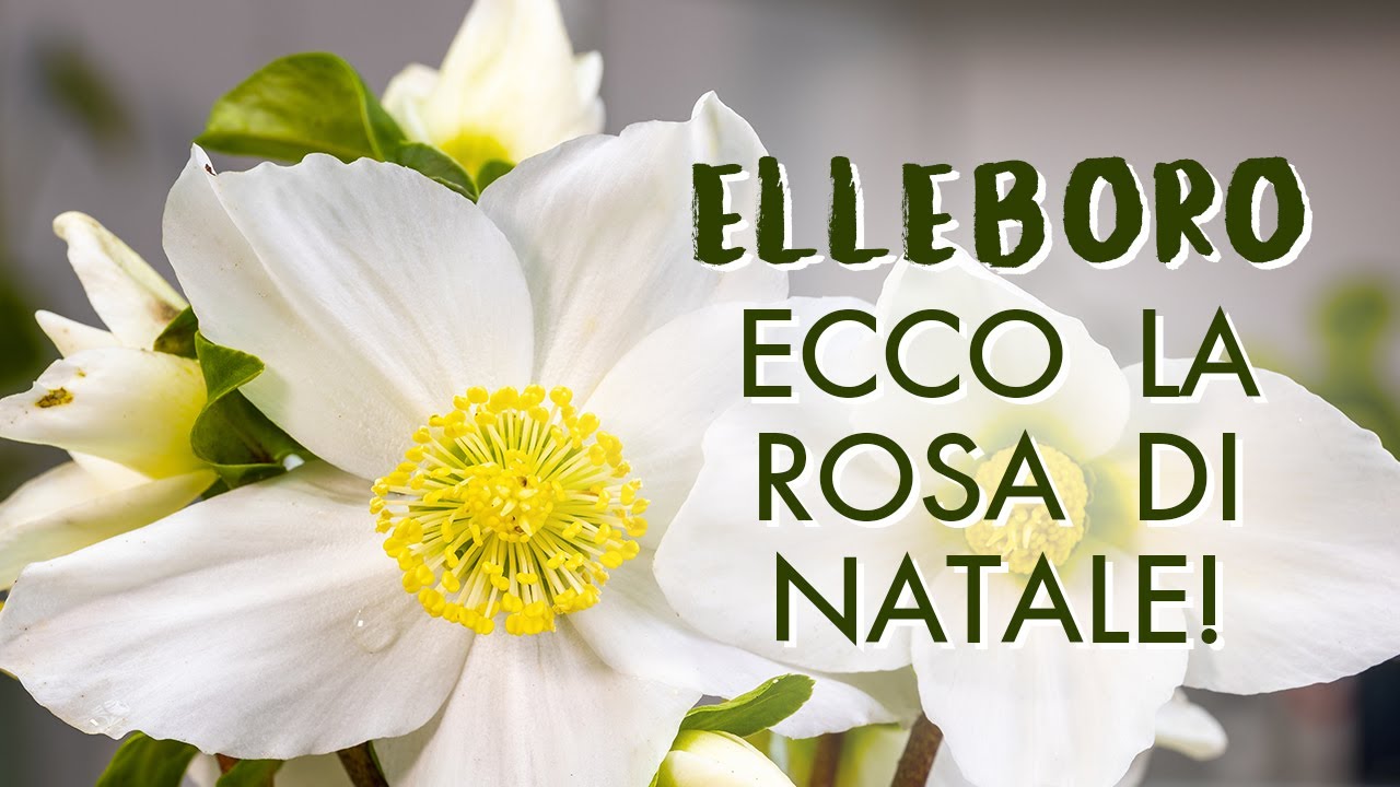 Elleboro, ecco come prendersi cura della Rosa di Natale!