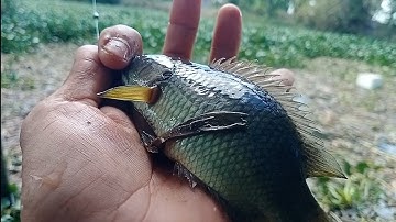 Câu cá rô đồng, cá thác lác.con kênh gì toàn cá rô xanh lét nhìn đã thiệt.