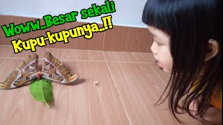 Menangkap Kupu-kupu Besar Dipohon  Mangga