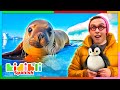 Aprendamos sobre los animales marinos  vdeos educativos para nios  kidibli