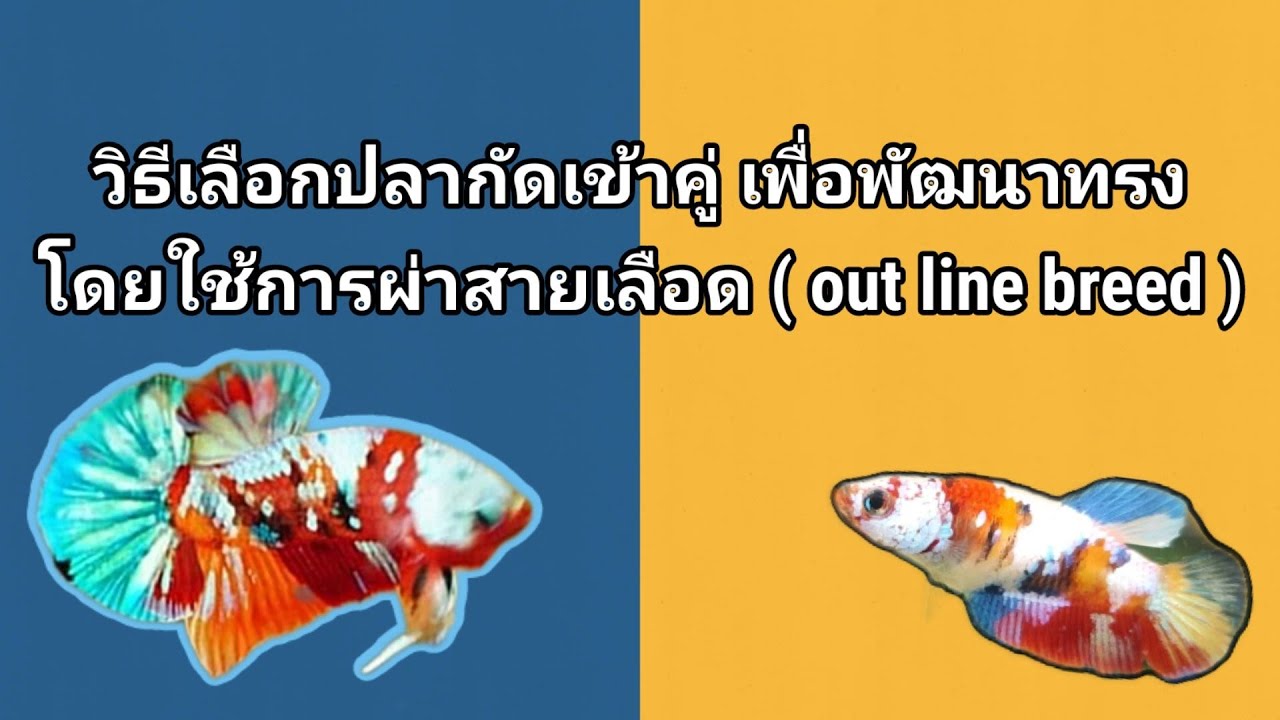 วิธีเลือกปลากัดเข้าคู่เพื่อพัฒนาทรง ผ่าสายเลือด ( out line breed )
