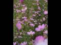 コスモスの花のようにーSPソウル
