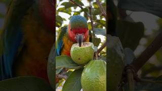 Parrot Eating Fresh Guava 🦜 | Rooftop Garden Organic Guava Harvest