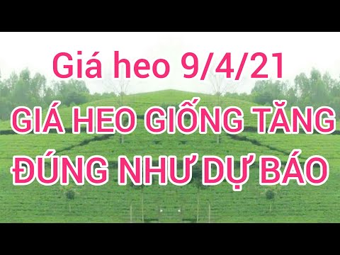 Giá heo hơi (lợn hơi) ngày 9/4/21. giá heo giống ở Miền Bắc tăng đúng như dự báo
