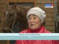 В сельскохозкомплексе «Башки» Костромской области выращивают лошадей породы хафлингер