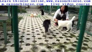 1285Beijing human and animal association 's cat II