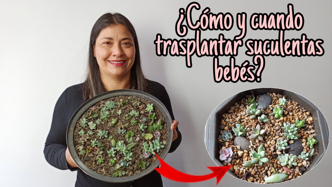 ¿Como y cuando trasplantar suculentas bebes?