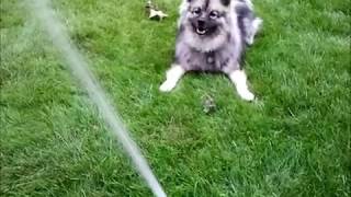 Keeshond Khushi Water Attack 1