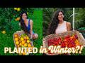 What I Plant in Winter for Food All Summer 🌱 + Orchard & Garden Tour