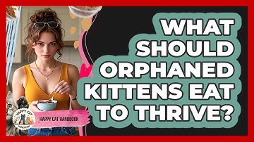What Should Orphaned Kittens Eat To Thrive? - Happy Cat Handbook