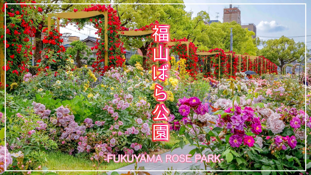 【福山ばら公園さんぽ2025】ばら祭り、ローズエキスポ、世界バラ会議福山大会開催迫る！！薔薇のまち福山、バラ公園さんぽ！（広島県福山市）／備後カメラ部
