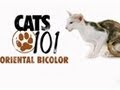 Oriental Bicolor | Cats 101 の動画、YouTube動画。