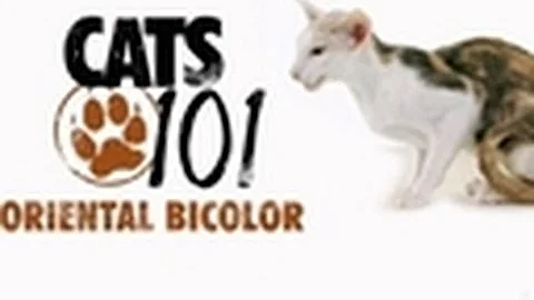 Watch the video about Oriental Bicolor | Cats 101