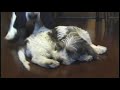 Petit Basset Griffon Vendeen,   Baby　Donna の動画、YouTube動画。