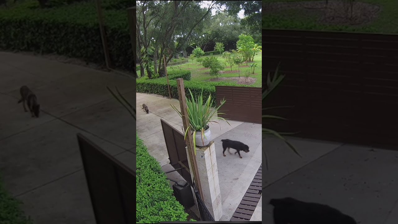 Our Dog Bear Ran Away From Home Shorts