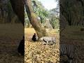 Tiger leopard attack vfxediting sandip ssofficial subscribetomychannel tiger