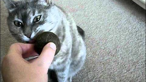 Lola and the Catnip Ball