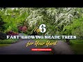Top 6 Fast Growing Shade Trees For Your Yard Shade Garden Ideas mp3