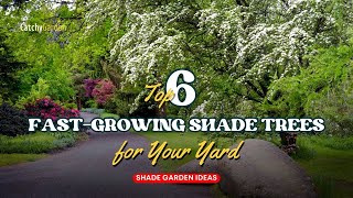 Top 6 Fast Growing Shade Trees for Your Yard 🌲🌸🌳 // Shade Garden Ideas