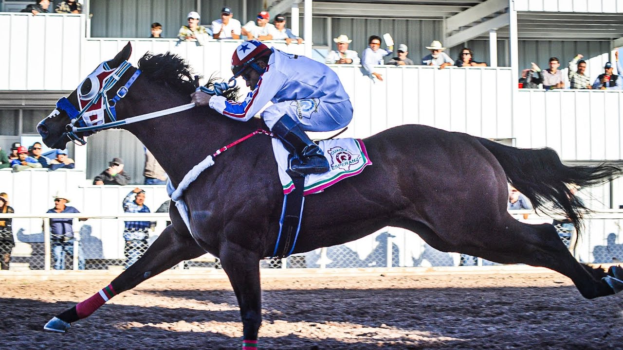 El Azteca C. LA ESPERANZA Vs El Bandido C. LA ESTRELLA | Satevó Race Track Chihuahua Mex.