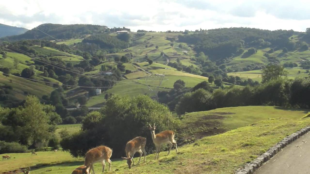 Jumanji de rebecos en Cantabria