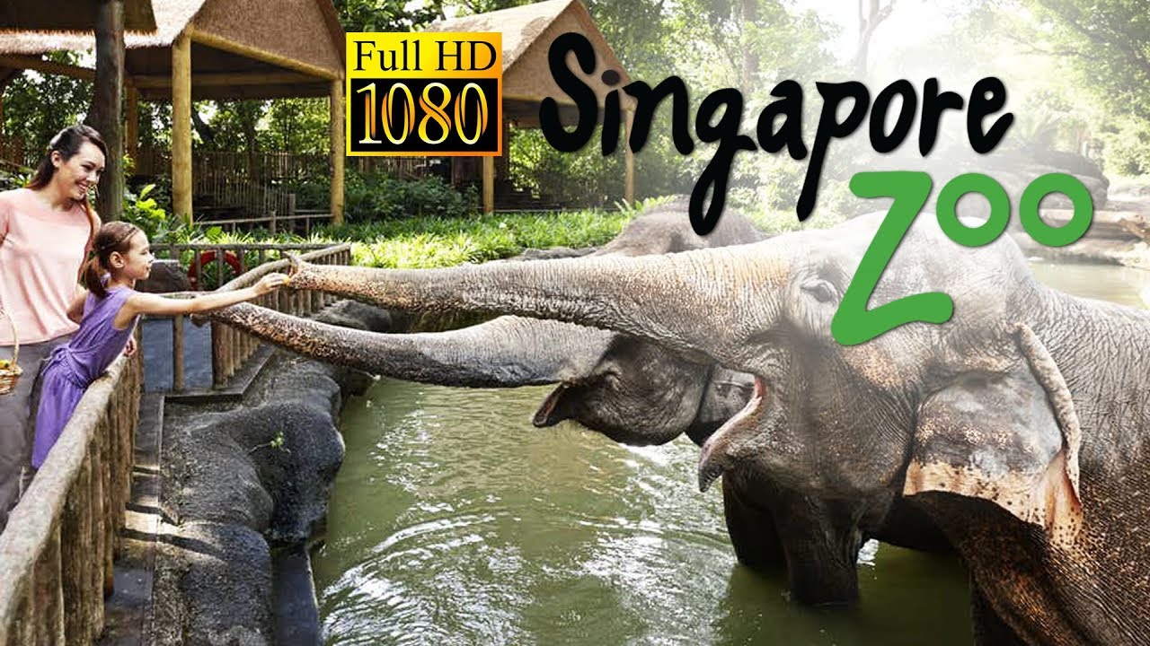 Singapore Zoo - Amazing Video